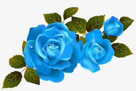 mq blue roses rose flower flowers