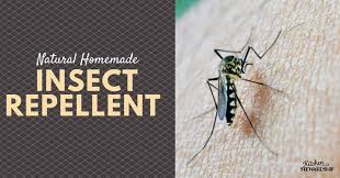 Concluded that oil of lemon eucalyptus is an effective natural mosquito repellent. Natural Homemade Insect Repellent
