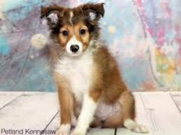sheltie puppies why you need