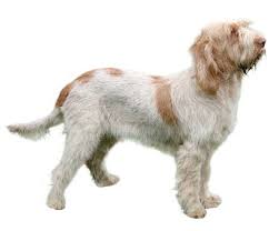 Munystar spinone © 2013 website by meaden services. Spinone Italiano Dog Breed Facts And Information Wag Dog Walking