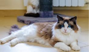Try set up an outdoor space for our cat to play in , we want to limit her mov.ement through the house as she sheds so much hair and my daughter has a slight allergy to the hair ( just lots of. Ragdoll Breed Facts And Information Petcoach