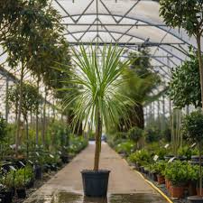 Browse Our Palm Trees Buy Palms Uk