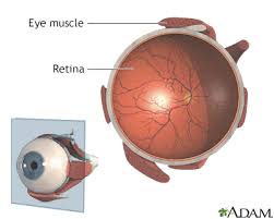 retinal artery occlusion information
