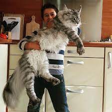maine cats giant kitties with the