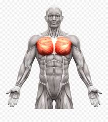 Anatomy of the chest and the lungs: Abdominal Muscles Anatomy Chest Muscle Anatomy Male Png Free Transparent Png Images Pngaaa Com