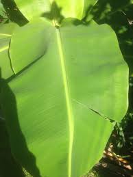 Daun pohon pisang mudah rusak atau sobek karena tepi daun tidak memiliki ikatan kompak. Ciri Ciri Khas Pokok Pisang Tanduk Ohlembab