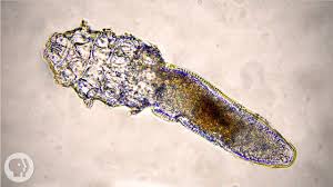 these face mites really grow on you