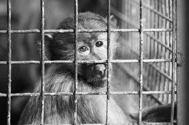 zoo captive captivity sad images