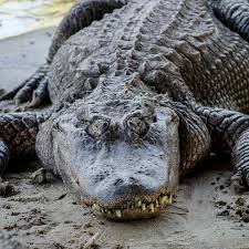 Alligator Adventure (North Myrtle Beach) - All You Need to Know BEFORE You  Go