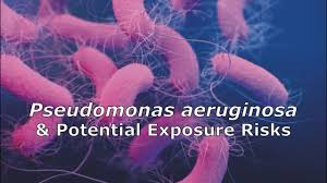 pseudomonas aeruginosa and potential