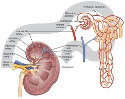 Renal Blood Flow And Its Regulation Anatomy And Physiology Ii