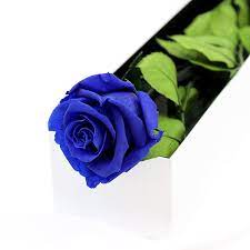 forever proyal blue rose stem petals