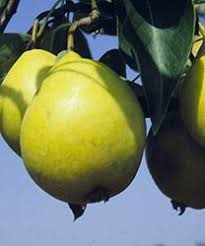 7 Parasta Kuvaa Garden Hardy Pears And Plums Kuvat