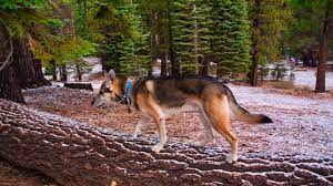10 dog friendly hiking trails in california