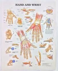 Vintage The Anatomical Chart Series Book Print 1988 Hand And