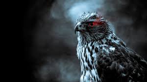 bird of prey eagle beak darkness
