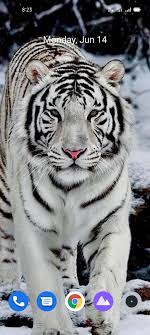 white tiger wallpaper hd apk for