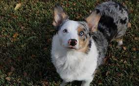 Find the perfect toy australian shepherd puppy for sale in colorado, co at puppyfind.com. All About Auggie Dog Photos Behavior Trainability Puppy Price Health Facts