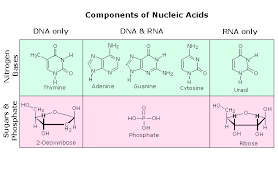 nucleic acids