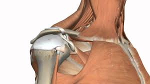 The small size of the glenoid fossa and the relative laxity of the joint capsule renders the joint relatively unstable and prone to subluxation and. Shoulder Joint Glenohumeral Joint 3d Anatomy Tutorial Youtube