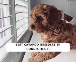 best cavapoo breeders in connecticut