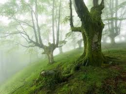 the most beautiful forests in the world