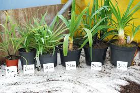 Plant Pot Sizes Thehumancondition Info