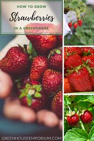 how to grow strawberries in a greenhouse