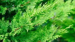4 Fast Growing Evergreen Trees Arbor Day Blog