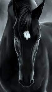 Black Horse, black, horse, HD mobile ...