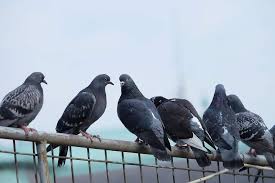 How To Deter Pigeons And Other Birds