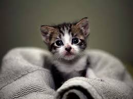 100 kitty cat pictures wallpapers com