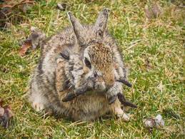 Can rabbits grow horns? Explaining why some look like a jackalope