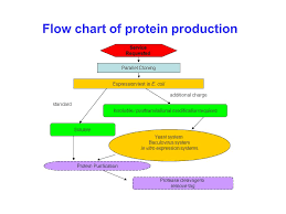 Recombinant Protein Production Ppt Video Online Download