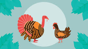 turkey vs en which has more protein