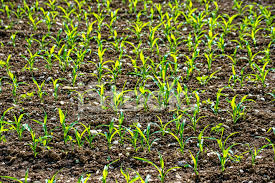 Corn Seedlings Stock Photos Freeimages Com