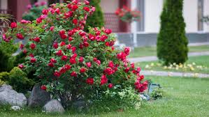How To Plant And Grow Shrub Roses