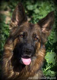 Search by breed, size, & more. Home West Coast German Shepherds United States