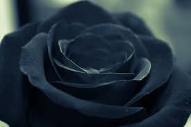 black rose flower from pikwizard
