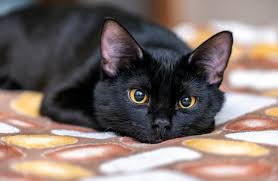 22 beautiful black cat breeds reader
