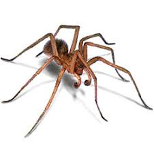 Spiders Facts Identification Control Prevention