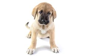 See more ideas about spaniel puppies, cute dogs, puppies. Spanish Mastiff Dog Breed Information American Kennel Club