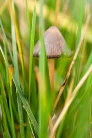 Types Of Magic Mushrooms How Magic Mushrooms Work