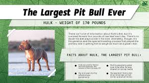 the largest pit bull ever weighs as