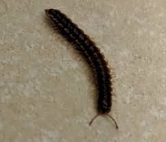 Get Rid Of Centipedes Or Millipedes