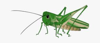 Some authors regard them as the superfamily grylloidea with four families: Graphic Royalty Free Download Cricket Insect At Getdrawings Grasshopper Png Png Image Transparent Png Free Download On Seekpng