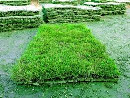 natural green durva gr carpet for