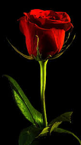 single rose in darkness hd wallpapers