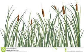 Reed and Green Grass Background Stock Vector - Illustration of reed, color:  26546352
