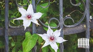 Best Climbing Plants For Your Fence